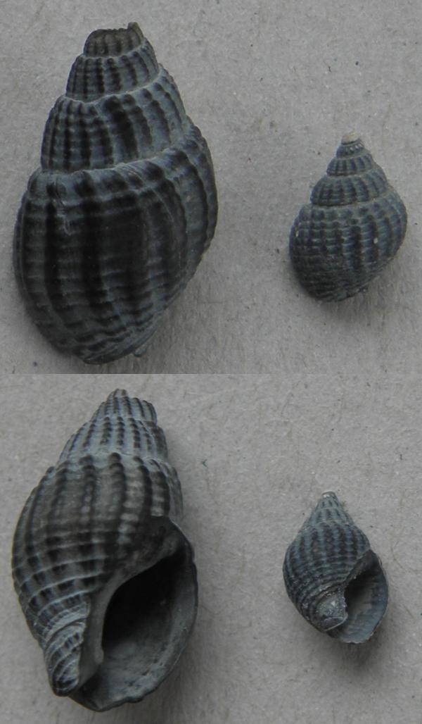 L''ultimo Nassariidae